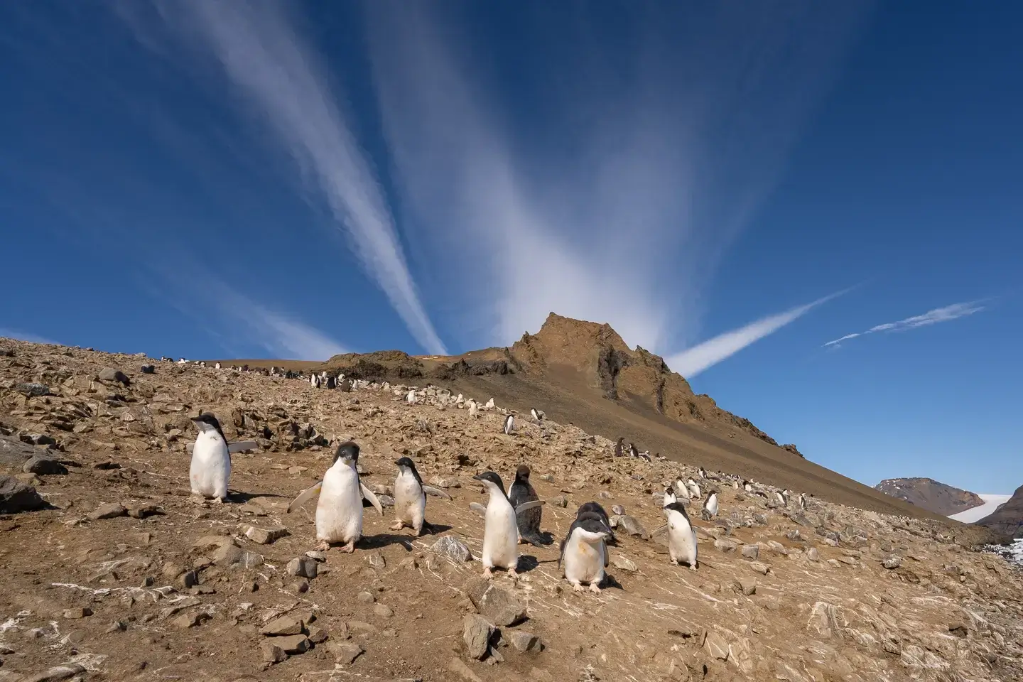 penguines are standing on a mountain and create a beautiful scene
