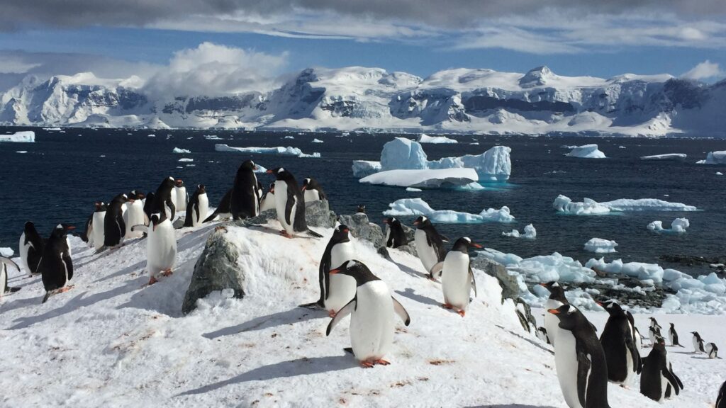 How to Choose the Right Antarctica Cruise for You?